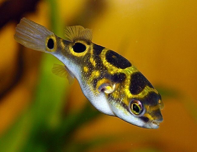 1 Inch Figure Eight Puffer – Live Freshwater Aquarium Fish – Exotic Puffer