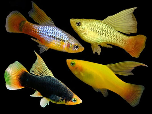 High Fin Platy School of 6–Live Colorful Community Freshwater Fish FREE SHIPPING