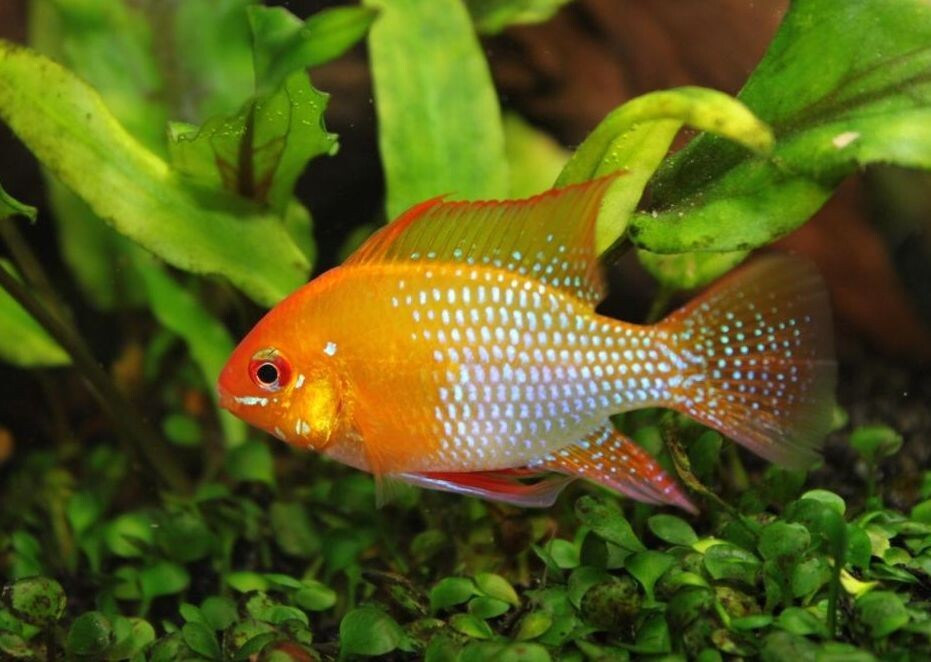 1M-1F German Gold Ram Cichlid Live Fish