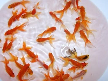 Live Red Fantail Goldfish 1.5-2 inch (Pack of 5). FREE SHIPPING