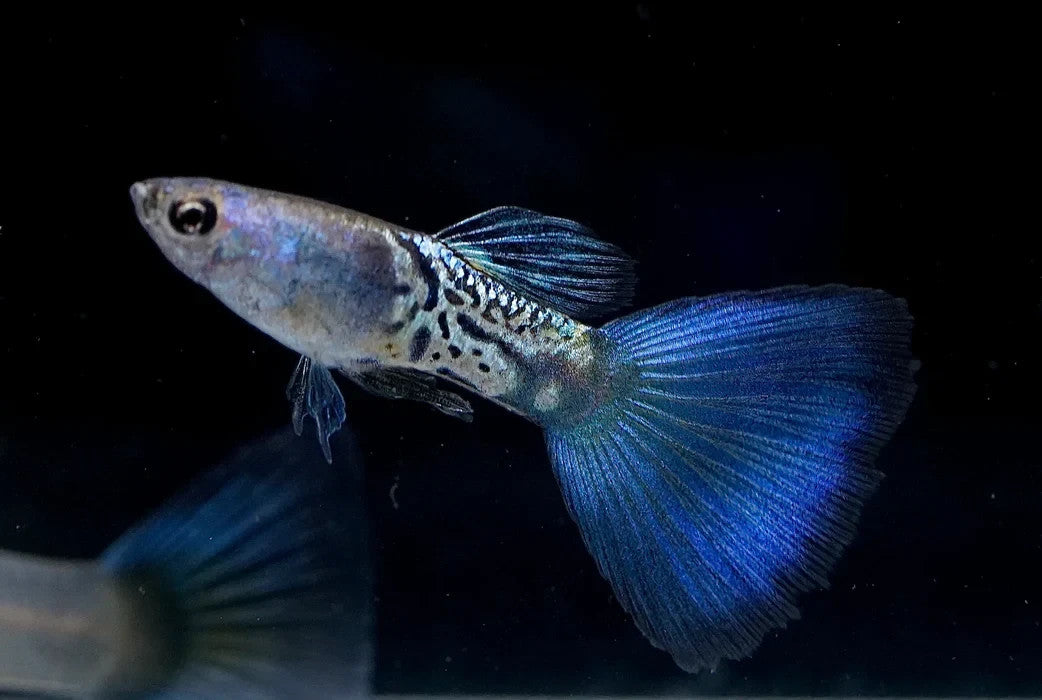 Live Fish Pack of 3 – Snakeskin Blue Guppy Males – Rare Fancy Guppies