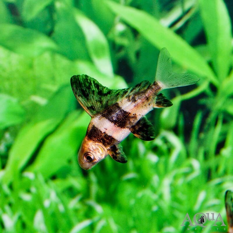 Live Chinese High Fin Banded-Shark – 1.5-2.0– Rare Freshwater Aquarium Fish