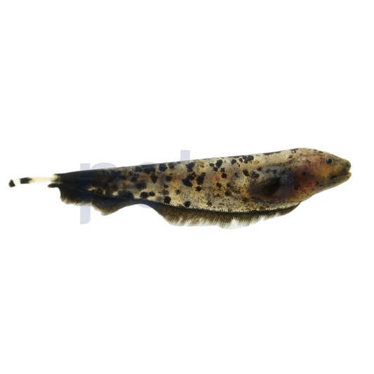 Black Ghost Knife Fish – 3" to 4" – Tank Raised – Live Freshwater Aquarium Fish