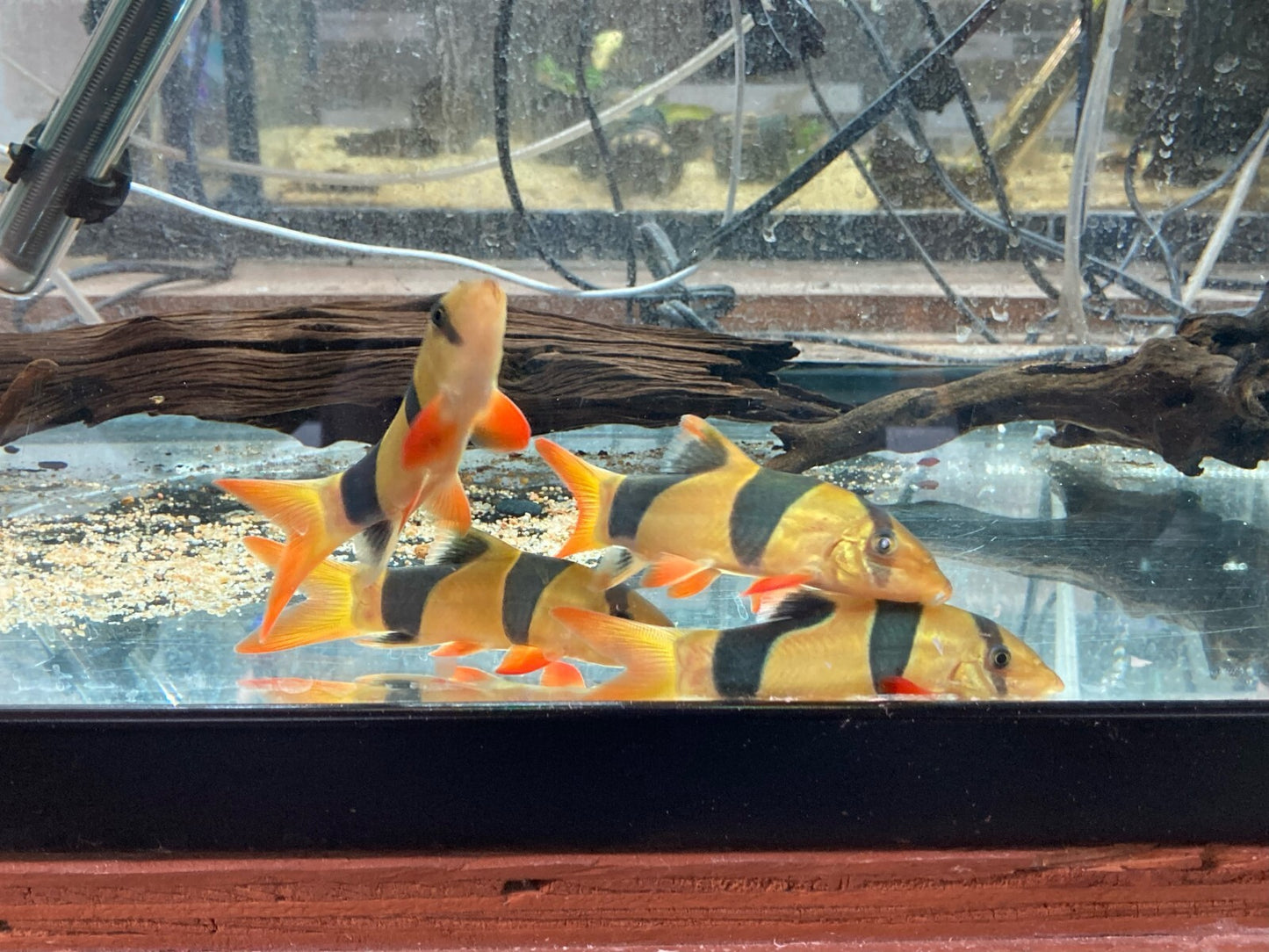 3 PACK Clown Loach /2.5-3.0 Inch Chromobotia macracanthus - Live Aquarium Fish