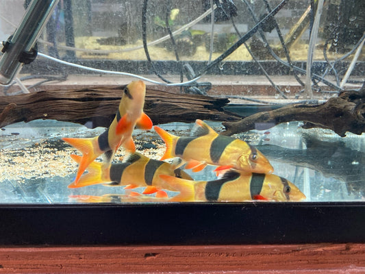 3 PACK Clown Loach /2.5-3.0 Inch Chromobotia macracanthus - Live Aquarium Fish
