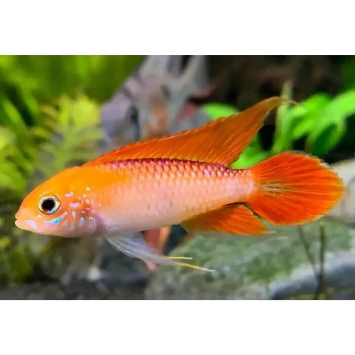 Pair 1M-1F Apistograma Agasizzi Orange Fire Pair Live Fish