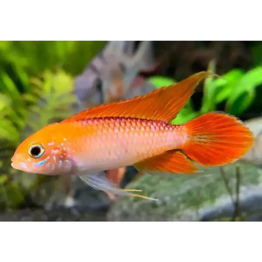 Pair 1M-1F Apistograma Agasizzi Orange Fire Pair Live Fish