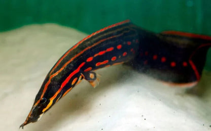 Fire Eels 3-4 inch (Mastacembelus erythrotaenia) Live Fish FREE SHIPPING