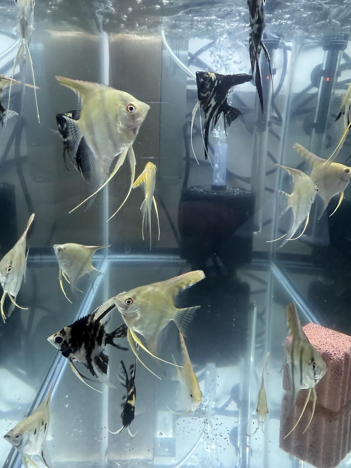 Angel Mix Fancy (1.5-2 inch Body Pack 4). Live Fish for Aquarium FREE SHIPPING