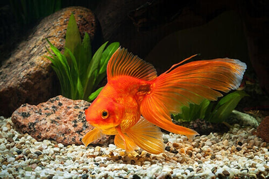 Live Red Fantail Goldfish 1.5-2 inch (Pack of 5). FREE SHIPPING