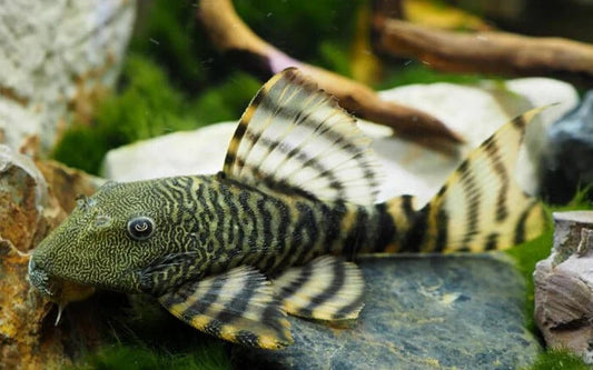 Tigerhead Pleco L226 3-4 Inch Live Fish