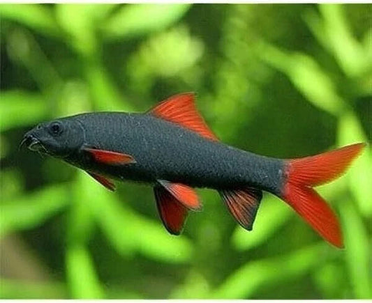 Rainbow Sharks Red (Pack of 5) 1 INCH Live Fish for Aquarium.