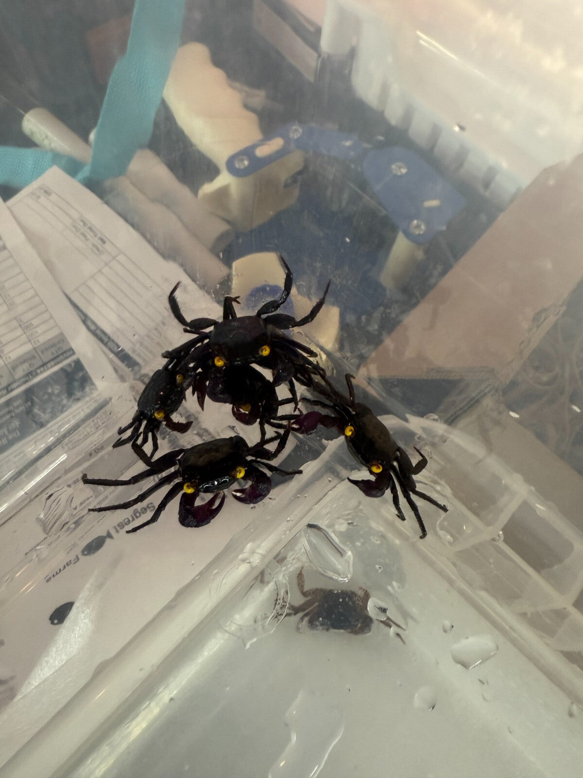 Pack 4 Black & Purple Vampire Crab FreshWater Live Fish FREE SHIPPING