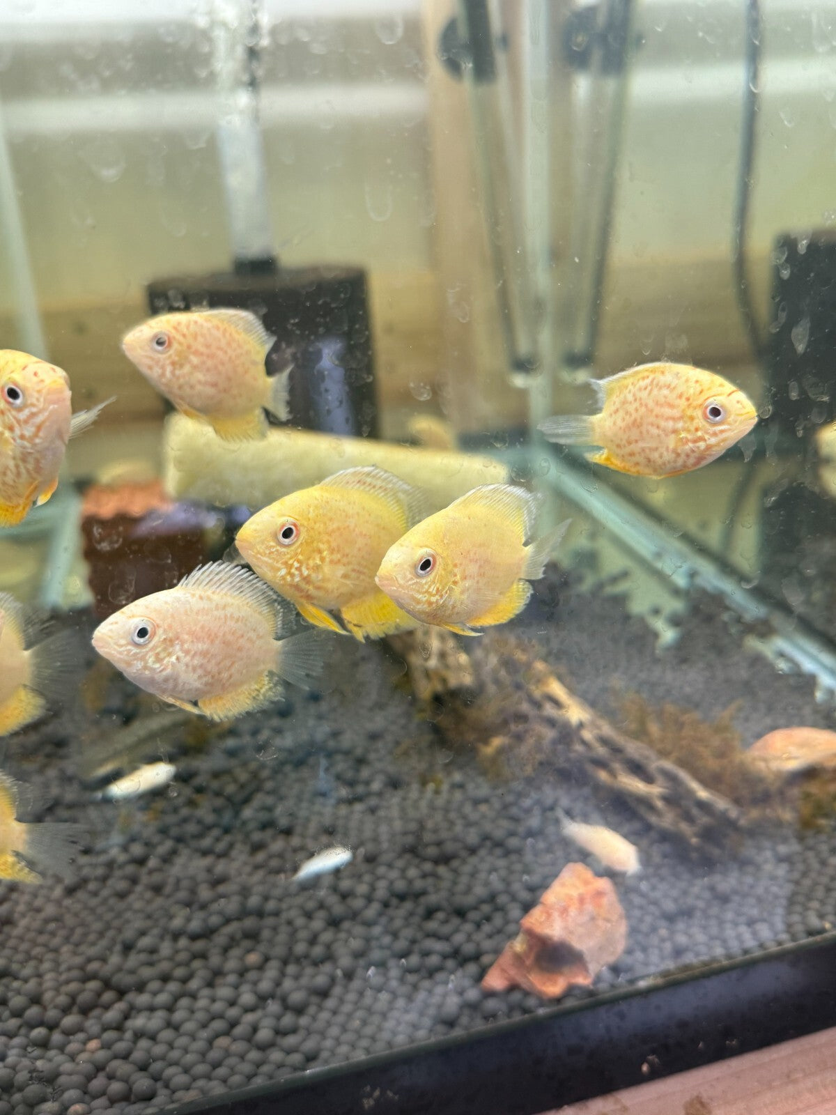 Red Spotted Gold Severum 1.5 Inch Live Fish