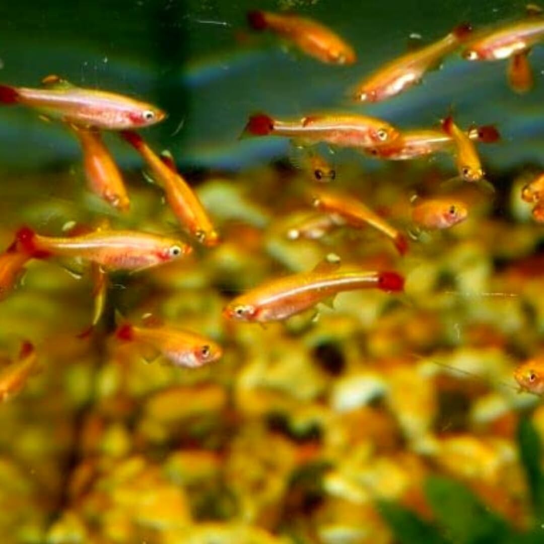 8Pack Gold - White Cloud Danio (Tanichthys Albonubes) Live Fish FREE SHIPPING