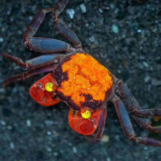 Pack 4 Red Devil Freshwater Crab Live Fish SemiAquatics