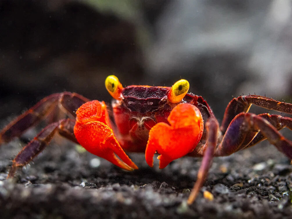 Pack 4 Red Devil Freshwater Crab Live Fish SemiAquatics