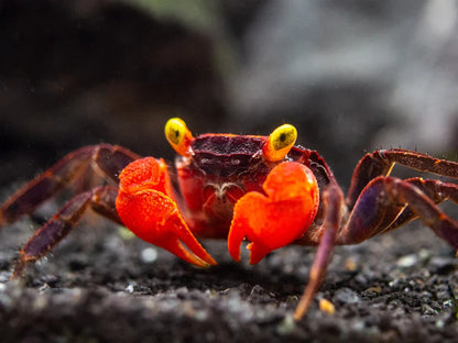 Pack 4 Red Devil Freshwater Crab Live Fish SemiAquatics