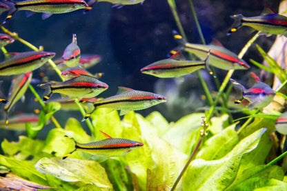 Pack 3 Roseline Barb 2 Inch Live Fish FREE SHIPPING