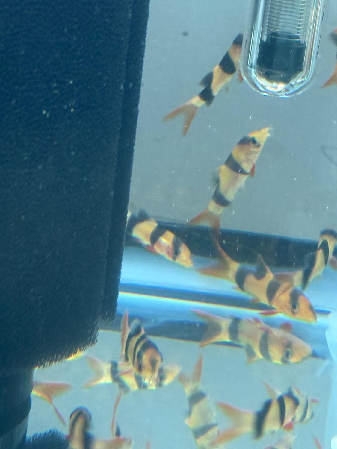 Clown Loach 2Inch (Chromobotia Macracanthus) Pack of 4 Live Fish
