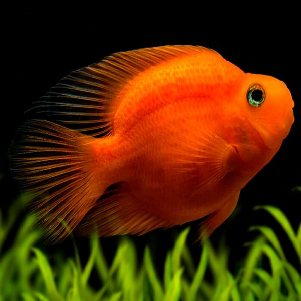 Live Blood Parrot - Size 2.5-3inch Live Fish