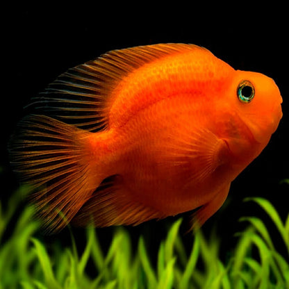 Live Blood Parrot - Size 2.5-3inch Live Fish