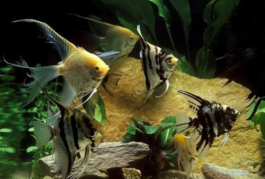 Angel Mix Fancy (1.5-2 inch Body Pack 4). Live Fish for Aquarium FREE SHIPPING