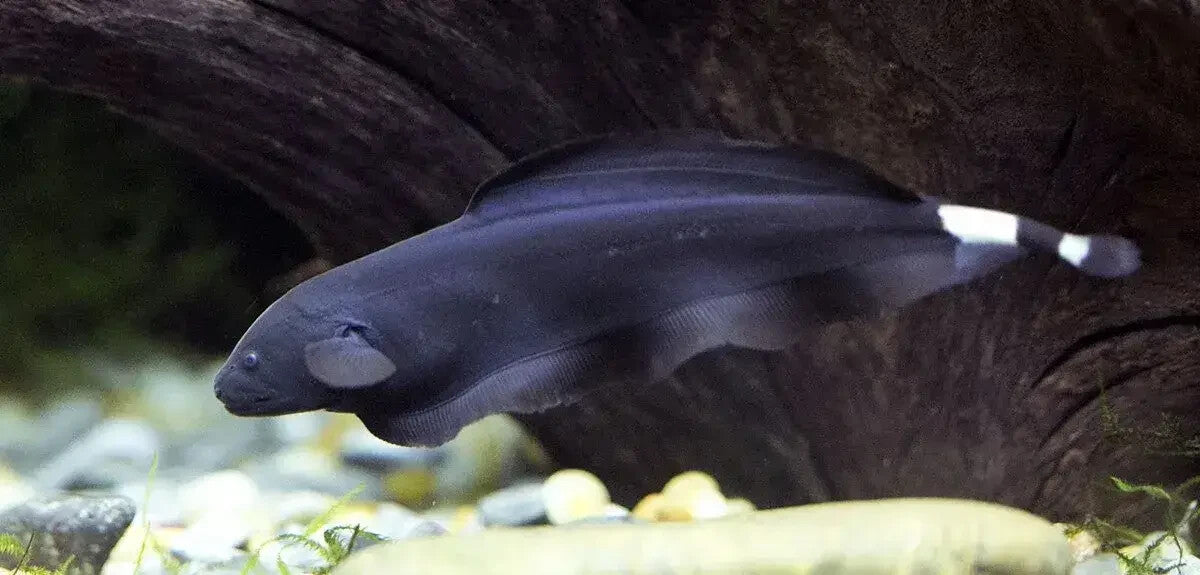 3-4" Black Ghost Knife Fish – Live Freshwater Aquarium Fish – Unique & Peaceful