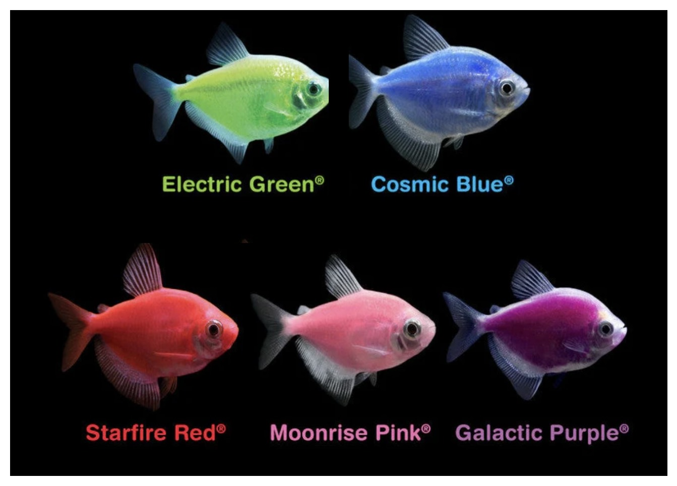 Tetra Glo Pack 5 (1PerColor) Live Fish FREE SHIPPING