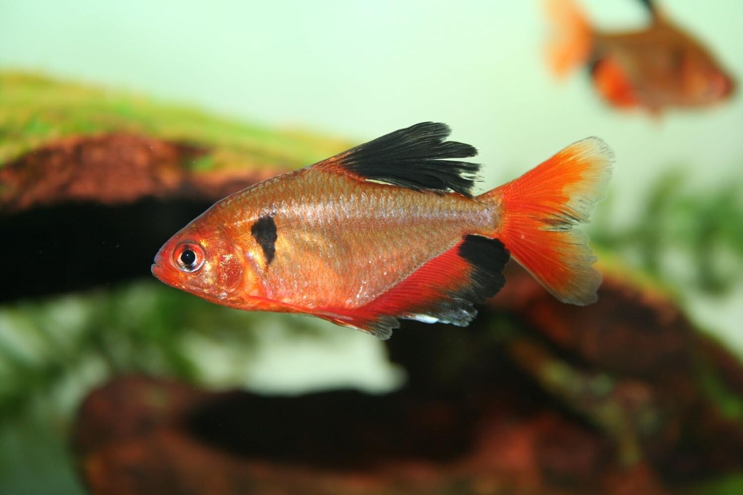 Tetra Serpae LF Pack of 8, Live Fish for Aquarium FREE SHIPPING