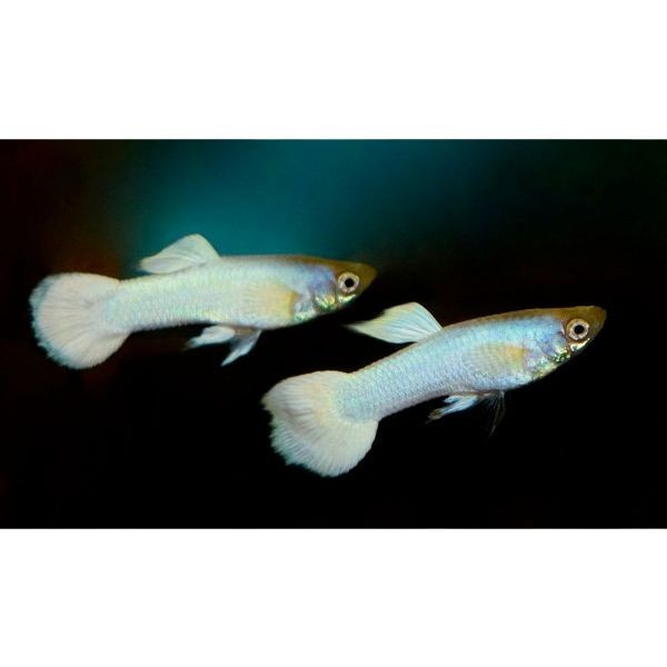 Pack of 6 White Moscow Guppies – Live Colorful Peaceful Community Fish