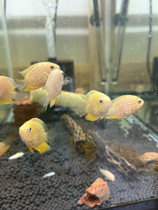 Red Spotted Gold Severum 1.5 Inch Live Fish