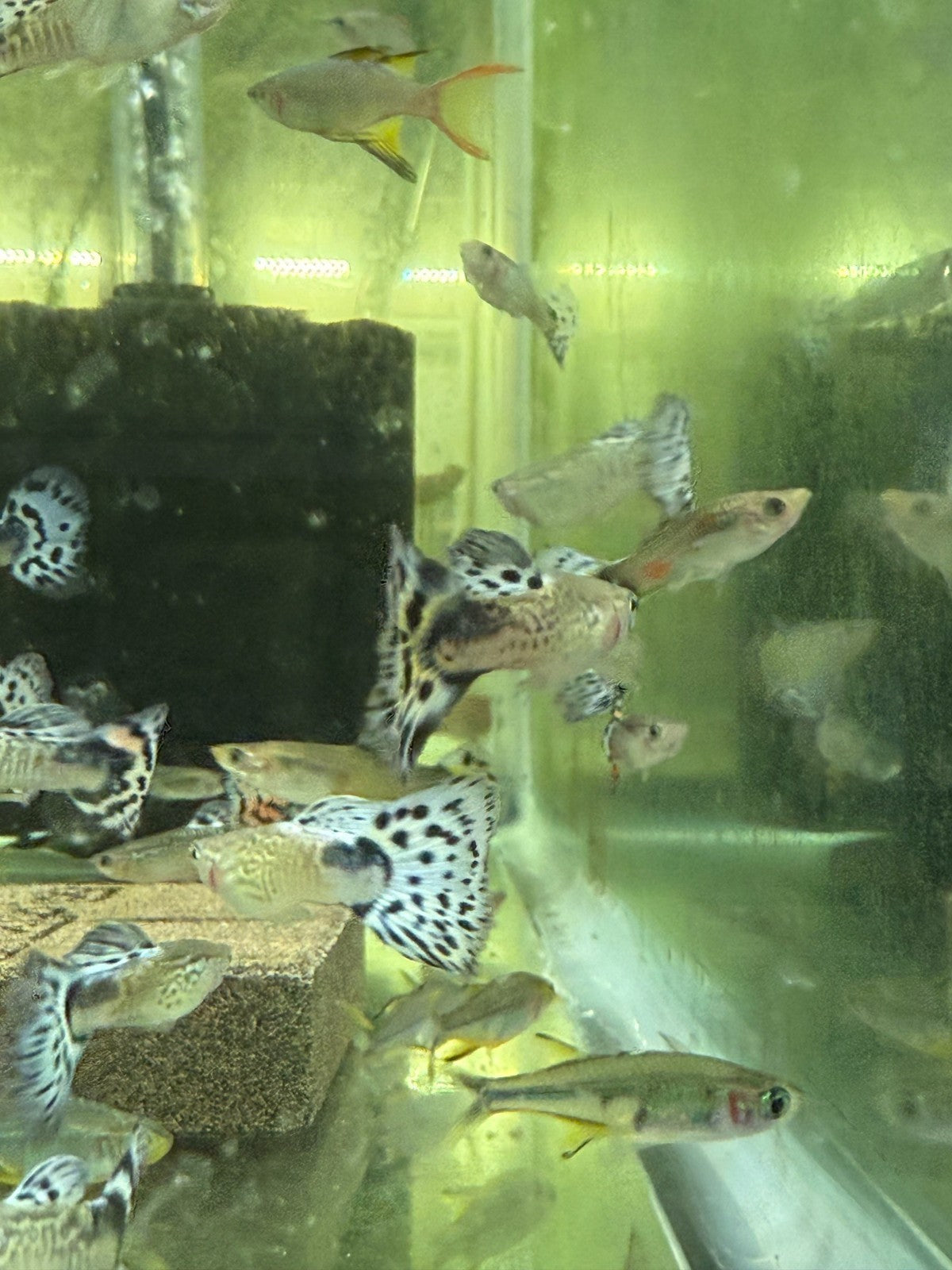 Live Fish Pack of 3 – Snakeskin Blue Guppy Males – Rare Fancy Guppies