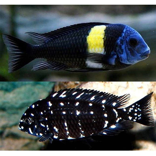 Tropheus Duboisi  1.5-2.0 Inch Juvenile Live Fish