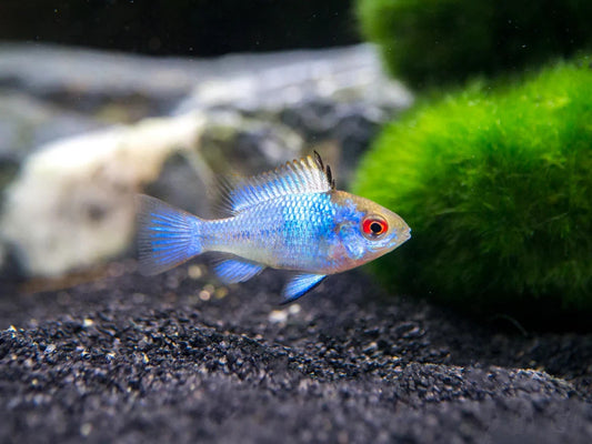 Pack of 4 Electric Blue Ram Cichlids 0.75–1″ – Live Vibrant Dwarf Cichlids