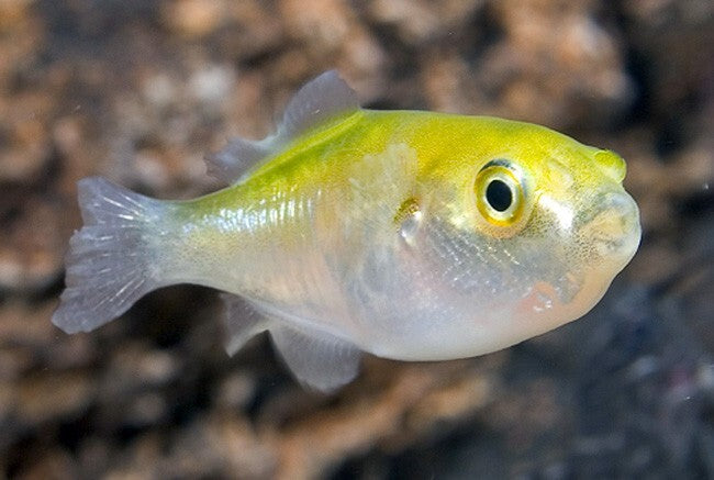 Avocado Puffer 1-1.5 Inch Live Fish
