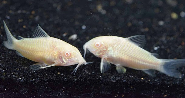 Pack 6 Albino Corydoras 1 Inch Live Fish FREE SHIPPING
