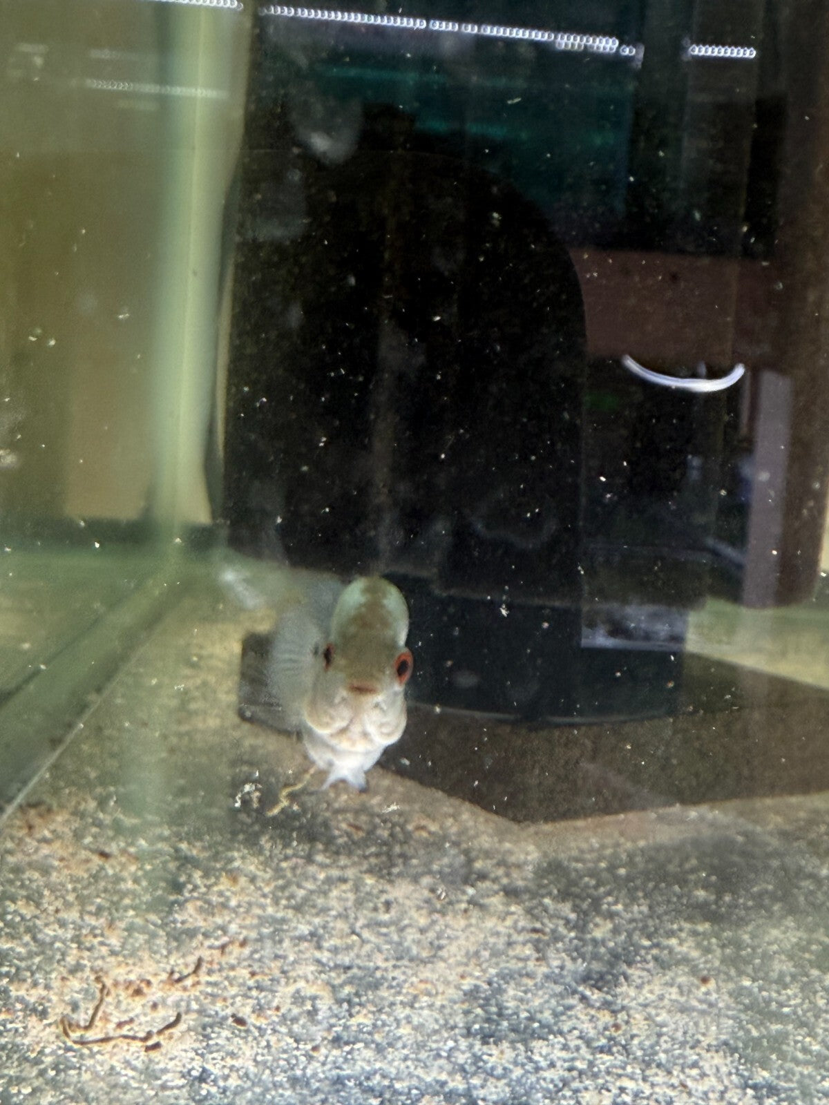 Blue Diamond Flower Horn 2 Inch HIGH QUALITY Live Fish