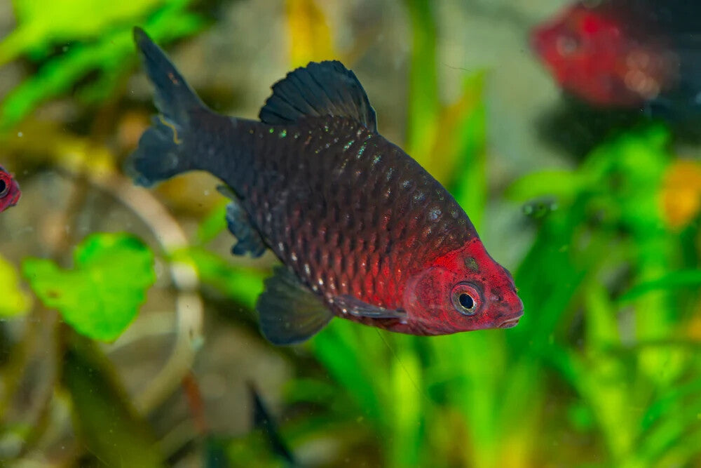 Pack 12 Black Ruby Barb (Pethia Nigrofasciata) Unsexed Livefish