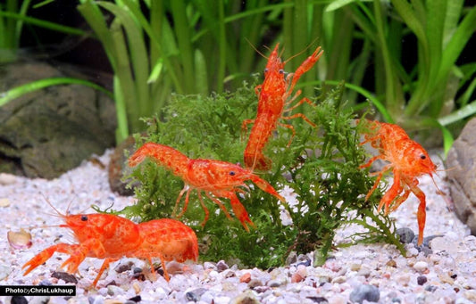 Pack 6 Orange Mini Lobster (Cambarellus Patzcuarensis) Live Fish