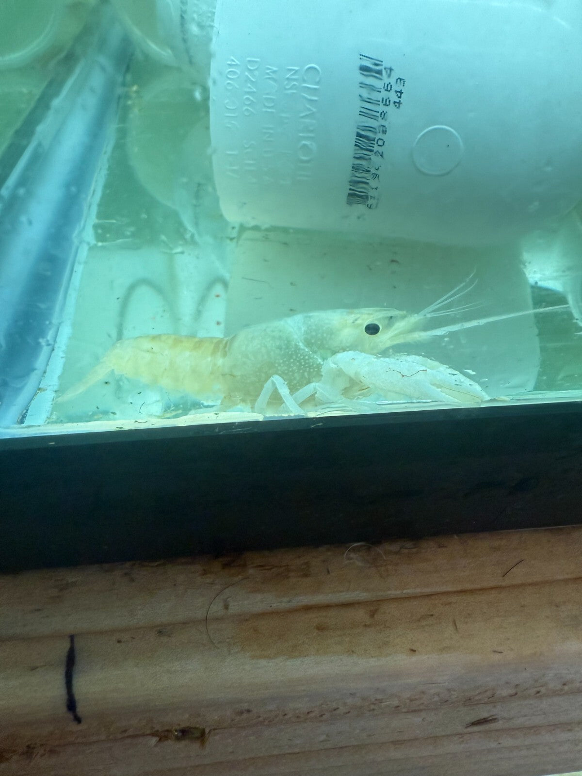 2 Pack White Vanilla Crawfish/ Crayfish 2-2.5 Inch LiveFish FREE SHIPPING
