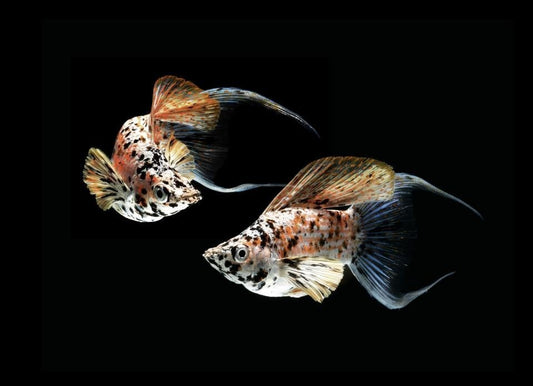 Pack of 6 Assorted Neon Butterfly Lyretail Balloon Molly Live Fish