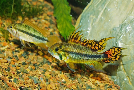 (1M-1H) Apist. Cacatuoides Double Red PAIR Live Fish