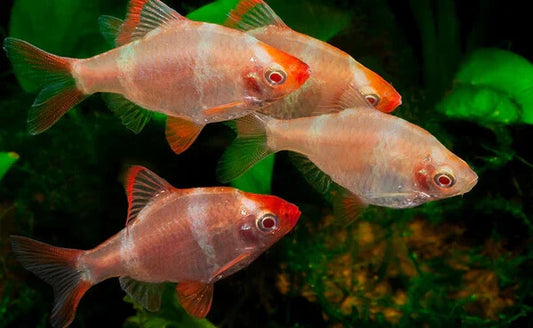 Pack 6 Albino Tiger Barb ( Puntigrus Tetrazona) LiveFish