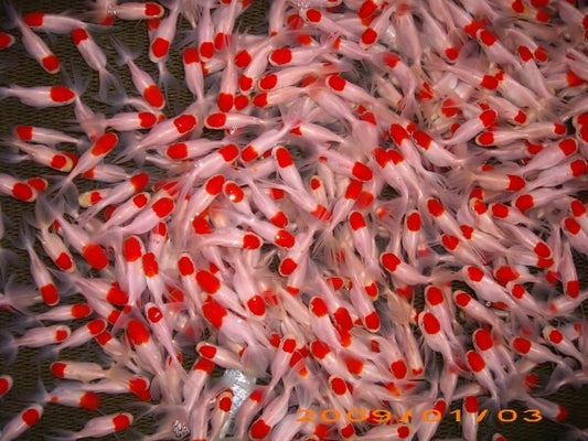 Pack 4 Red Cap Fantails 2.5- 3 Inch Live Fish FREE SHIPPING