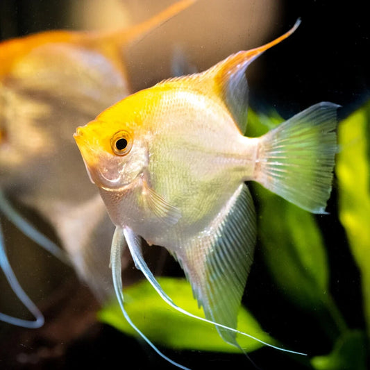 Gold Angelfish (Pack - 4) Live Fish for Aquarium. FREE SHIPPING