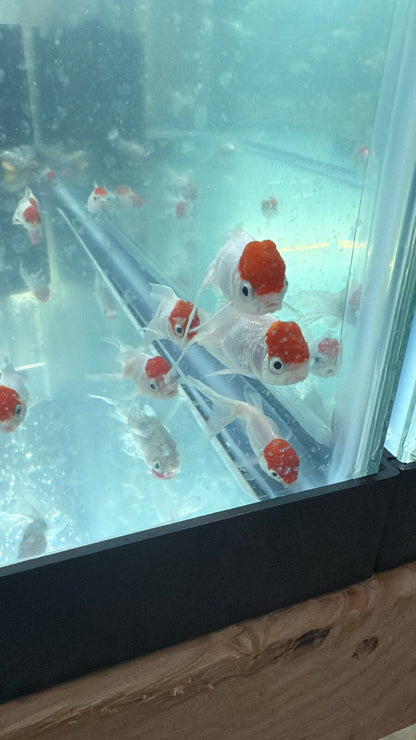 Redcap Oranda Fish 4-Pack Red Cap Oranda Goldfish 2–2.5” – Live Freshwater Aquarium Fish ...