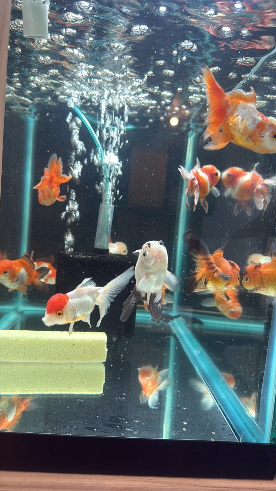 Premium Oranda Fantail Assorted 3 INCH Goldfish High Quality Live Fish