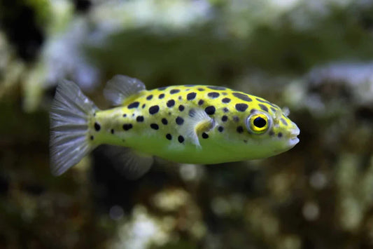 Leopard Puffer 1.5" - 2" Live Fish