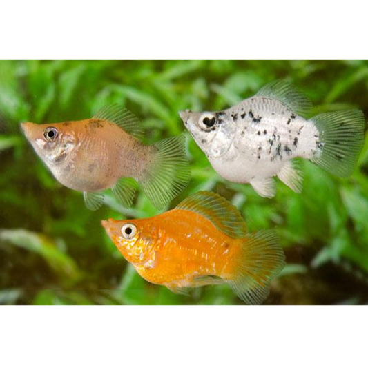 5 Pack Assorted Ballon Mollies Live Fish FREE SHIPPING